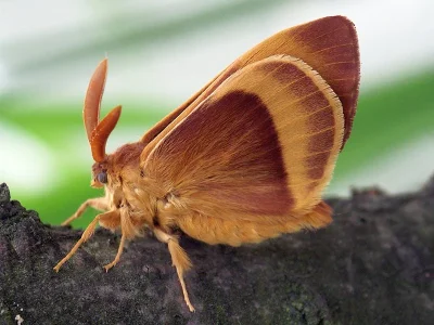 Lasiocampa (Lasiocampa) quercus