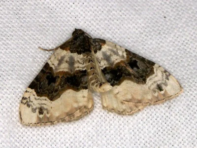 Cosmorhoe ocellata