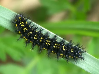 Euphydryas (Hypodryas) maturna