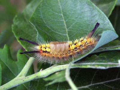 Orgyia (Telochurus) recens