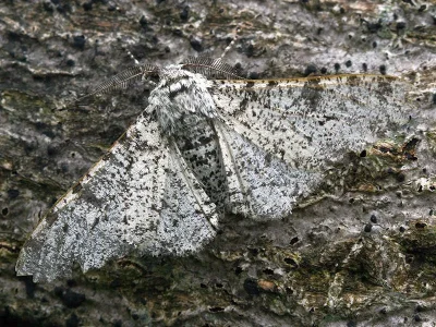 Biston betularia