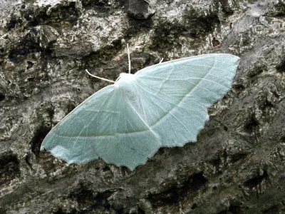 Campaea margaritaria