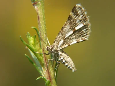 Narraga fasciolaria