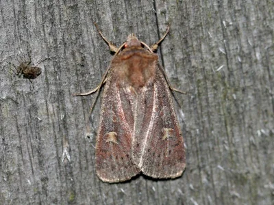 Xestia (Xestia) xanthographa