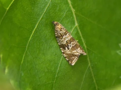 Syricoris rivulana