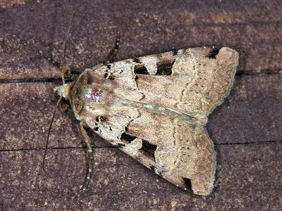 Xestia (Xestia) triangulum