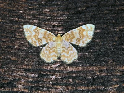 Hydrelia flammeolaria