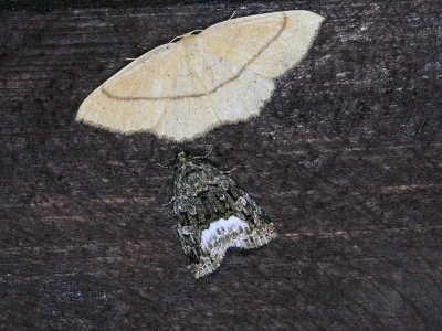 Deltote pygarga