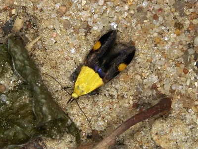 Oecophora (Oecophora) bractella