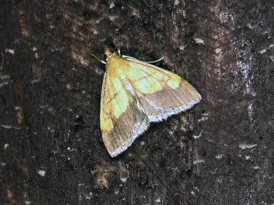 Evergestis limbata