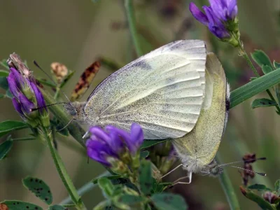 Pieris (Artogeia) rapae