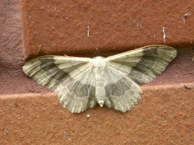 Idaea aversata