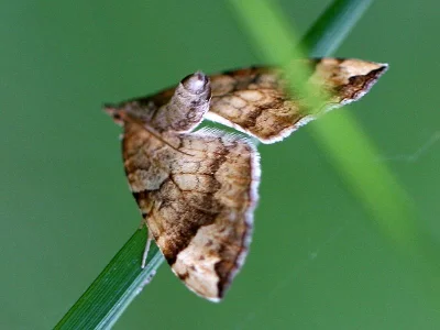 Eulithis populata