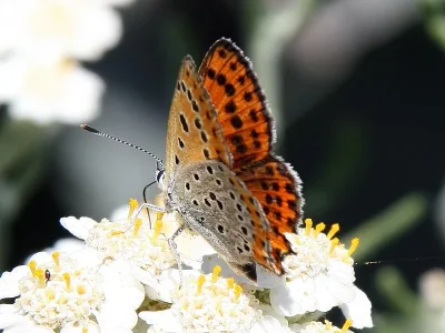 Lycaena (Thersamonia) thersamon