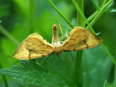 Gandaritis pyraliata