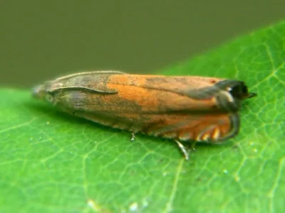 Dichrorampha vancouverana