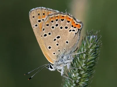 Lycaena (Thersamolycaena) alciphron