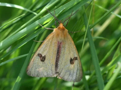 Diacrisia sannio