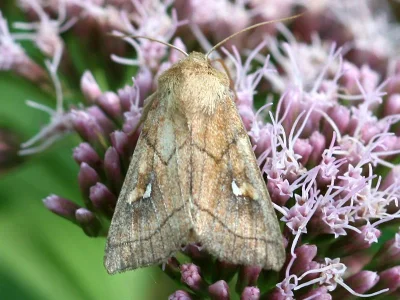 Mythimna (Mythimna) conigera