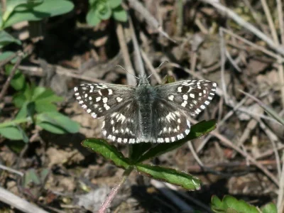 Pyrgus malvae