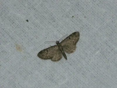 Eupithecia virgaureata