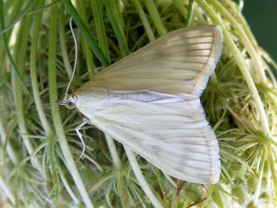 Sitochroa palealis