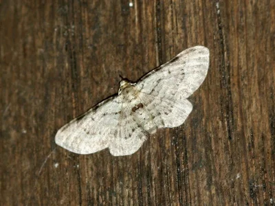 Pasiphila debiliata