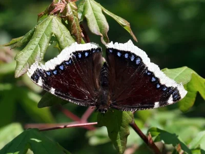 Nymphalis (Nymphalis) antiopa