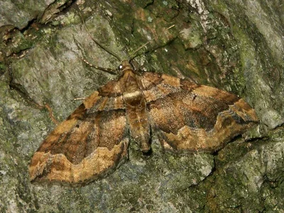 Pelurga comitata