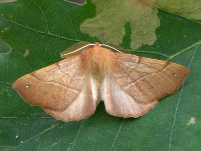Colotois pennaria