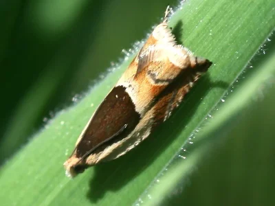 Ancylis badiana