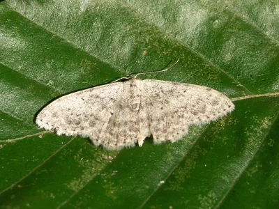 Idaea seriata
