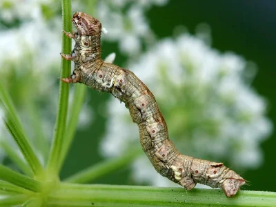 Ectropis crepuscularia