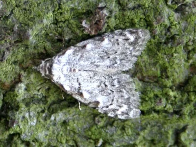 Nola (Nola) confusalis