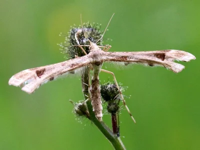 Platyptilia gonodactyla