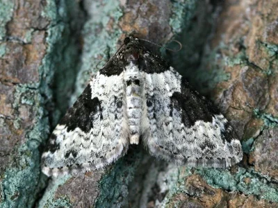 Xanthorhoe fluctuata