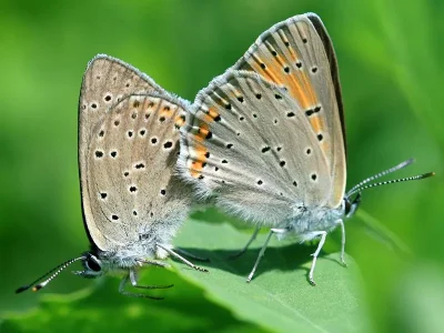 Lycaena (Heodes) hippothoe