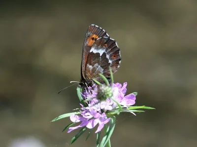 Erebia ligea