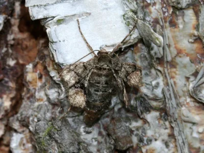 Agriopis marginaria
