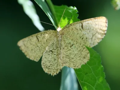 Angerona prunaria