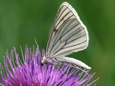 Siona lineata