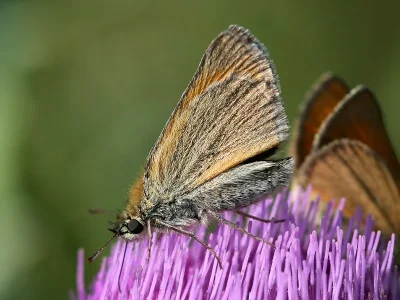 Thymelicus sylvestris