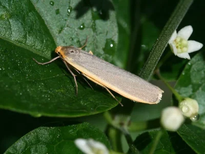 Eilema (Agenjoa) lurideola