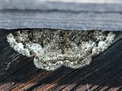 Parectropis similaria