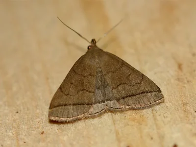 Herminia tarsipennalis