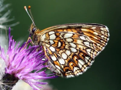 Melitaea diamina