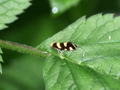 Lampronia rupella