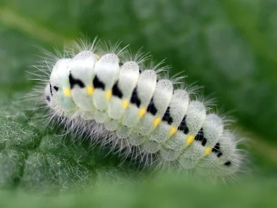 Zygaena (Agrumenia) carniolica