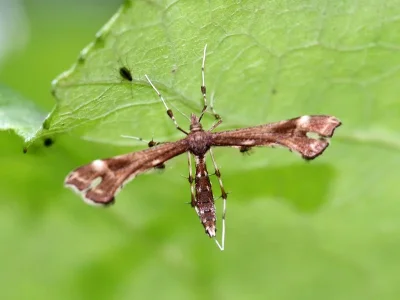 Buszkoiana capnodactylus