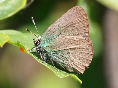 Callophrys (Callophrys) rubi